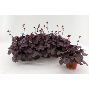 Heuchera Sugar Plum