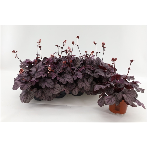 <h4>Heuchera Sugar Plum</h4>