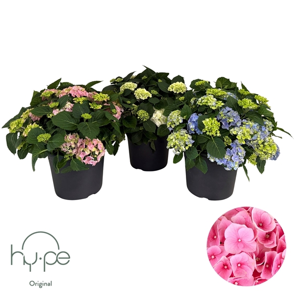 <h4>Hydrangea Mophead Mix 15+ | Hy-pe Original</h4>