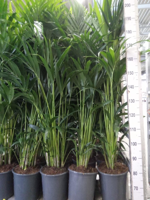 <h4>Howea forsteriana</h4>