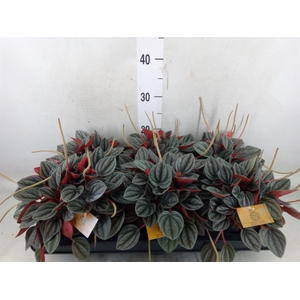 Peperomia caperata 'Santorini'