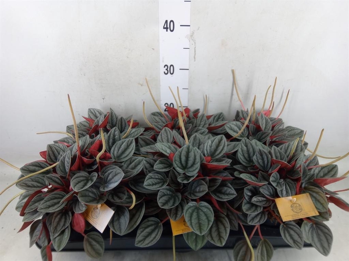 <h4>Peperomia caperata 'Santorini'</h4>