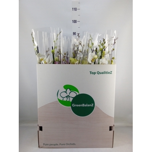 Phalaenopsis   ...mix