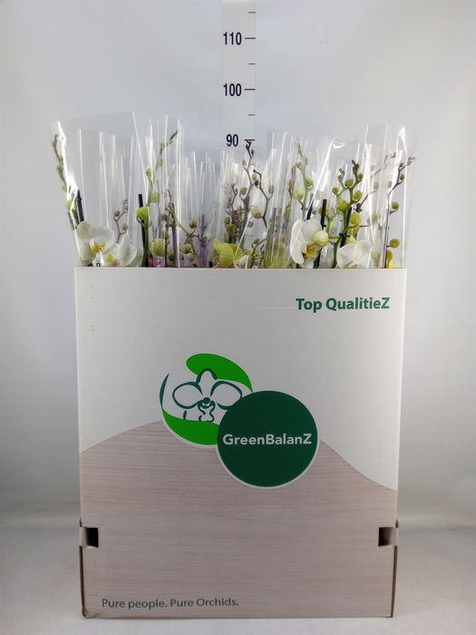 <h4>Phalaenopsis   ...mix</h4>