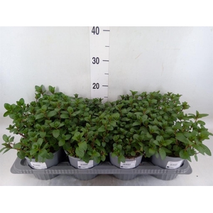 Mentha piperita