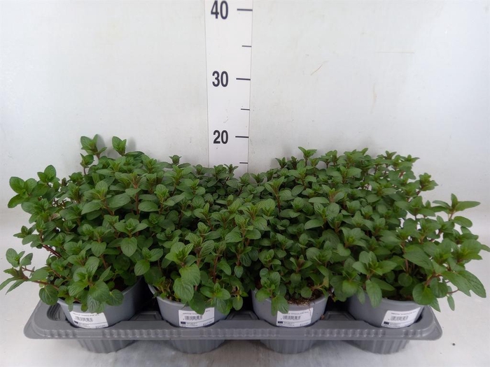 <h4>Mentha piperita</h4>
