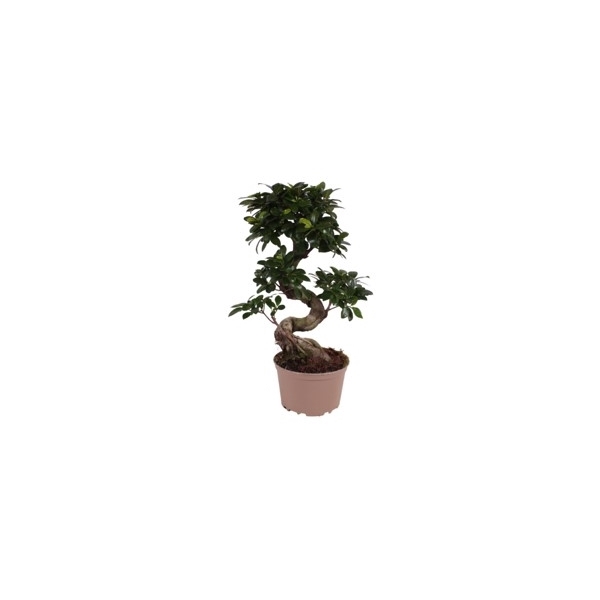 <h4>Ficus Ginseng s-shape in ø20cm Carbon Free pot S-Shape</h4>