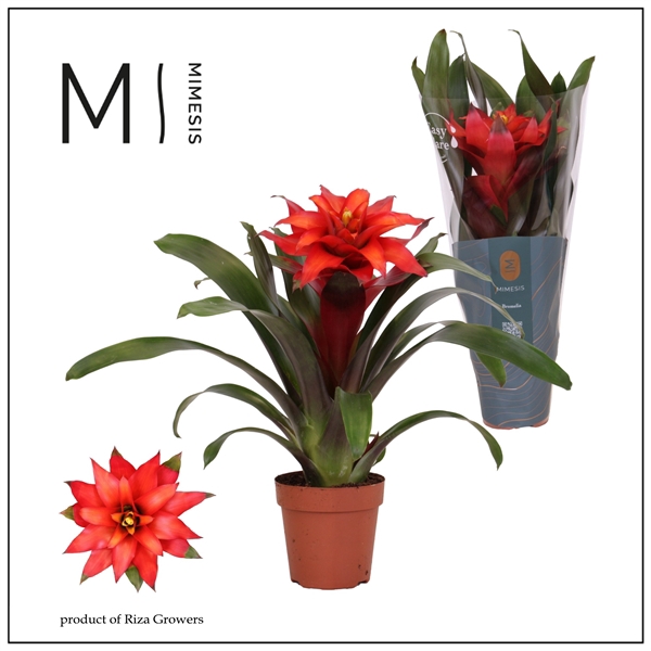 <h4>Mimesis Guzmania Fiero Red - 12 cm</h4>