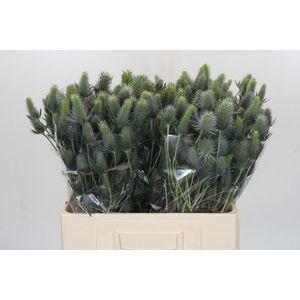Eryngium Electric Dynamite