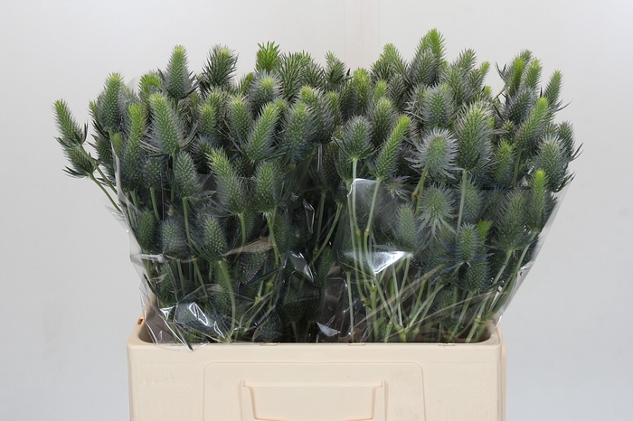 <h4>Eryngium Electric Dynamite</h4>