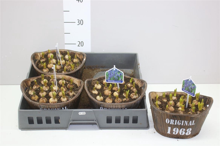 <h4>Arr Muscari In Houten Tobbe</h4>