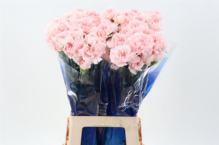 <h4>Di St Pink Maruchi Hi</h4>