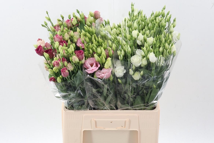 <h4>Eus G Gem In Fust</h4>