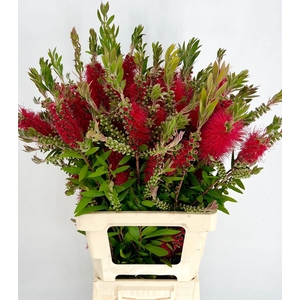 Callistemon Citrinus Flowering Red