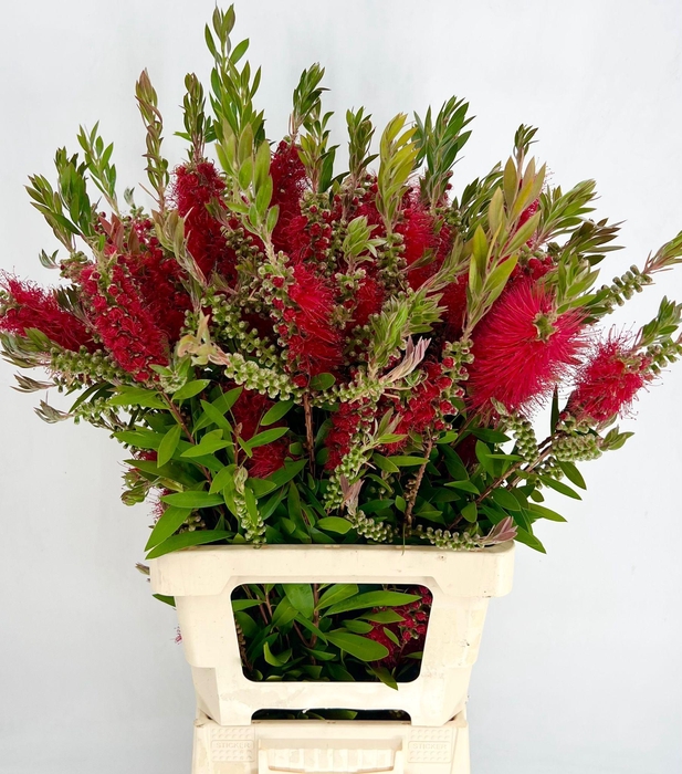 <h4>Callistemon Citrinus Flowering Red</h4>