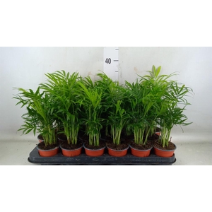 Dypsis lutescens   ...Chrysalidoca