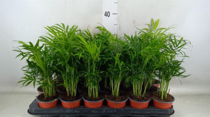 <h4>Dypsis lutescens   ...Chrysalidoca</h4>