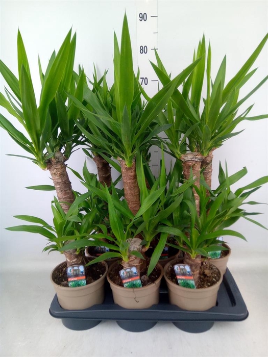 <h4>Yucca   ...</h4>