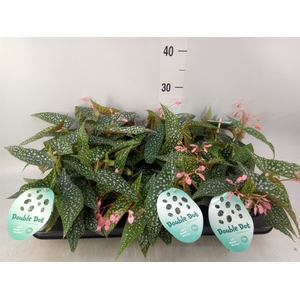 Begonia BD 'Double Dot'