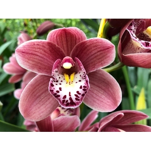 Cymb Mi Pink Perfect Leekade X24 20% Extra Packed