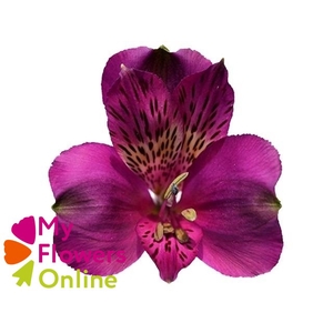 Alstr Purple 80cm EC