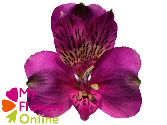 <h4>Alstr Purple 80cm EC</h4>