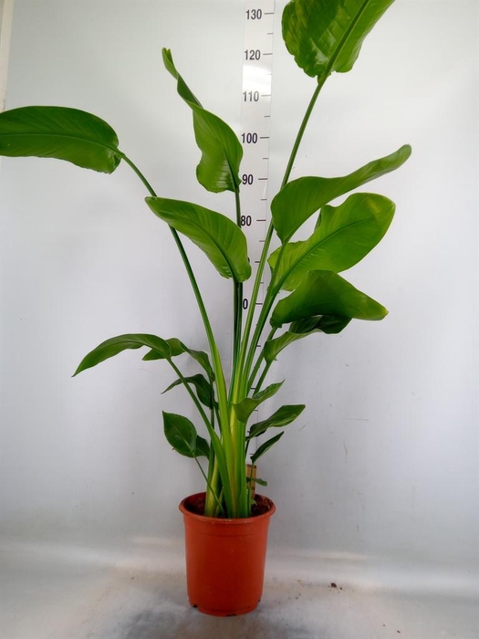 <h4>Strelitzia nicolai</h4>