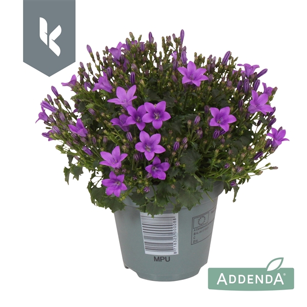 <h4>Campanula Ambella Intens Purple</h4>