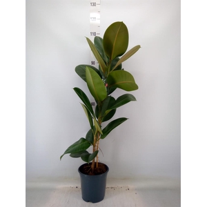 Ficus elastica 'Robusta'