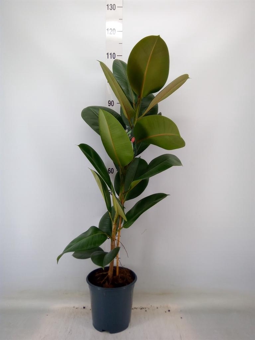 <h4>Ficus elastica 'Robusta'</h4>