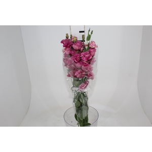 LISIANTHUS PINK 070 CM MIN 500 GRAMAS