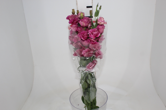 <h4>LISIANTHUS PINK 070 CM MIN 500 GRAMAS</h4>