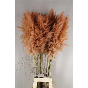 Df Pampas 115cm Copper/brown