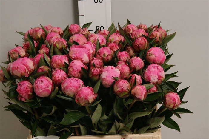 <h4>Paeo Alex Fleming</h4>