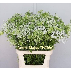 Ammi Majus Dille Wit