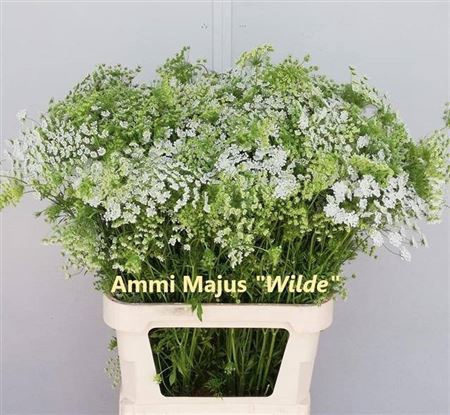 <h4>Ammi Majus Dille Wit</h4>