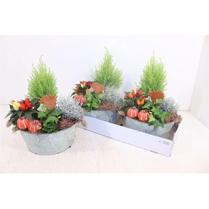 ARR TUINPLANTEN