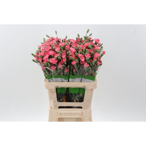 Di Solomio Execuma x20