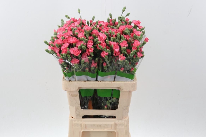 <h4>"Di Solomio Execuma x20	"</h4>