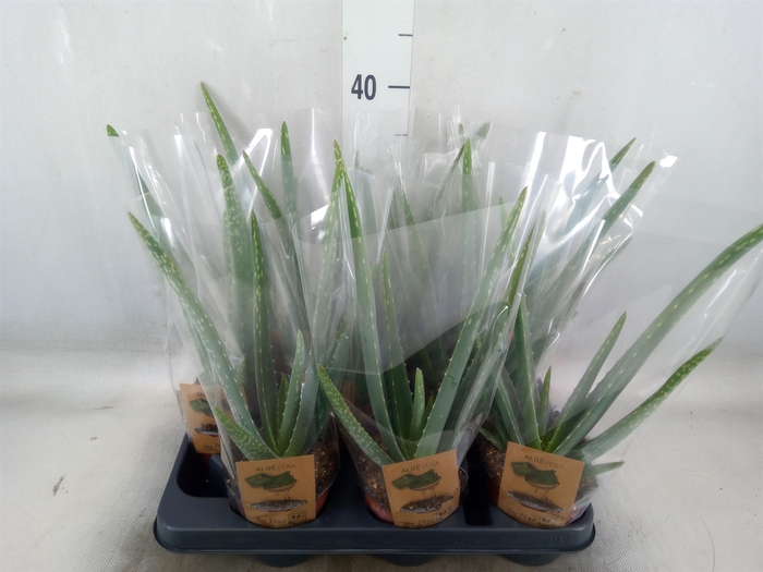 <h4>Aloe vera</h4>