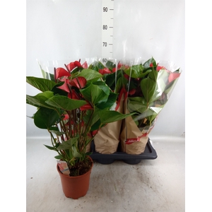 Anthurium  'Deco Red'