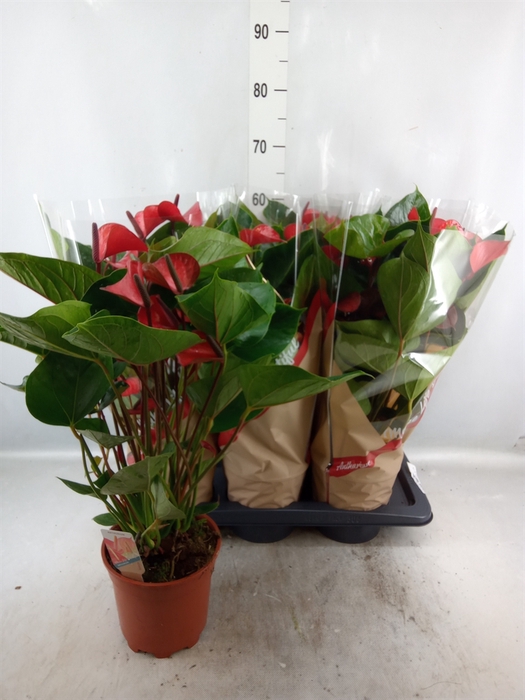 Anthurium  'Deco Red'