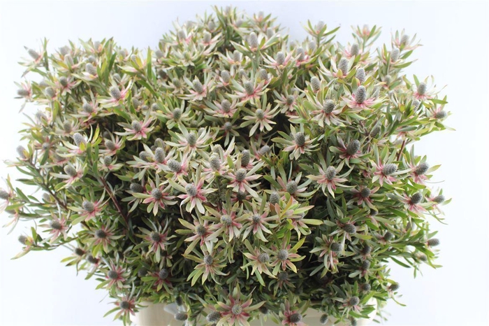 <h4>Leucad Ayoba Star Pearl</h4>