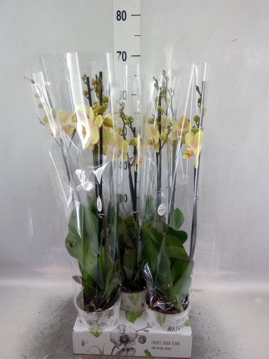 <h4>Phalaenopsis   ...yellow</h4>