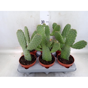 Opuntia