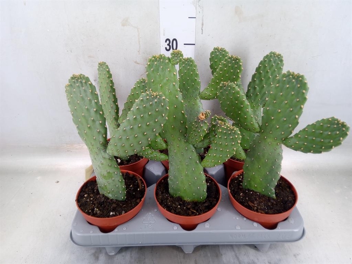 <h4>Opuntia</h4>