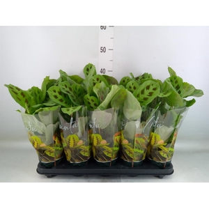 Maranta leuc. 'Kerchoveana'