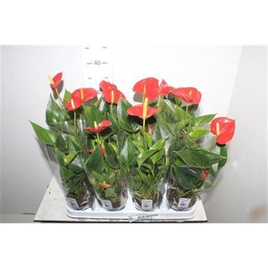 Anthu An Success Red 3+