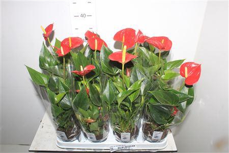 Anthu An Success Red 3+