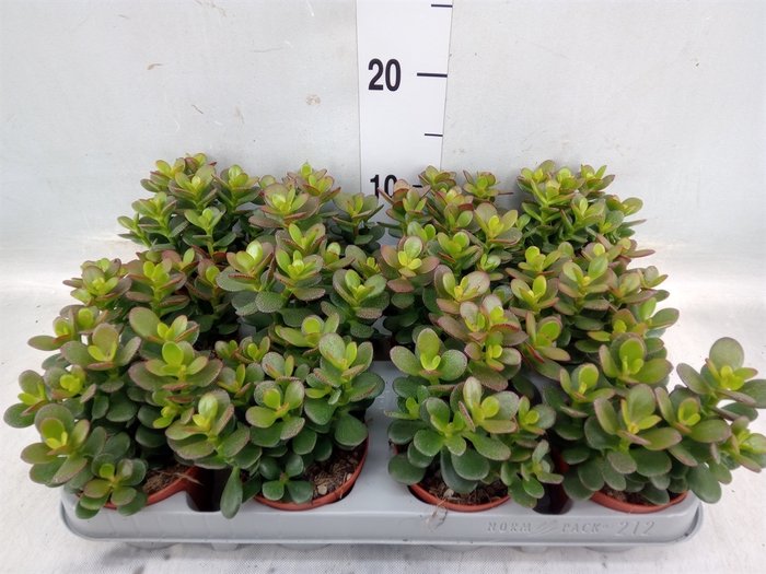 <h4>Crassula ovata 'Minor'</h4>